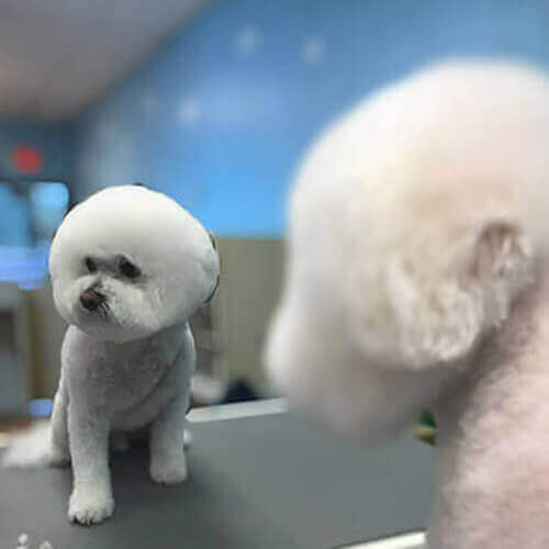 Bichon Frise bubble hair cut