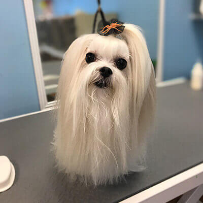 Maltese princess after full groom